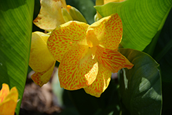 CannaSol Happy Emily Canna (Canna 'CannaSol Happy Emily') at Lakeshore Garden Centres