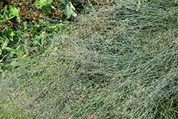 Blue Hills Meadow Grass (Poa glauca 'Blue Hills') at Lakeshore Garden Centres