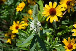 Frosty Feathers Clover (Trifolium rubens 'Frosty Feathers') at Lakeshore Garden Centres