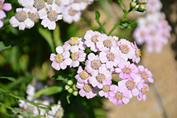 Love Parade Siberian Yarrow (Achillea sibirica 'Love Parade') at Lakeshore Garden Centres