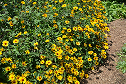 Summer Nights False Sunflower (Heliopsis helianthoides 'Summer Nights') at Golden Acre Home & Garden