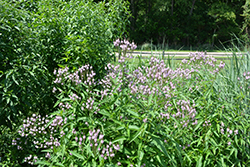 Pink Spires Verbena (Verbena hastata 'Pink Spires') at Lakeshore Garden Centres