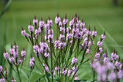 Pink Spires Verbena (Verbena hastata 'Pink Spires') at Lakeshore Garden Centres
