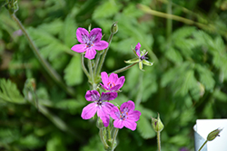 Manescau Heron's Bill (Erodium manescavii) at Lakeshore Garden Centres