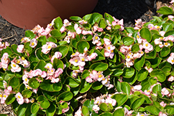 Sprint Plus Apple Blossom Begonia (Begonia 'Sprint Plus Apple Blossom') at Lakeshore Garden Centres