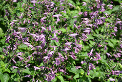 Summer Jewel Lavender Sage (Salvia 'Summer Jewel Lavender') at Lakeshore Garden Centres