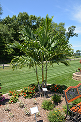 Manila Palm (Adonidia merrillii) at Lakeshore Garden Centres