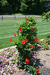 Sun Parasol Pretty Crimson Mandevilla (Mandevilla 'Sunmanderemi') at Lakeshore Garden Centres