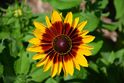 Denver Daisy Coneflower (Rudbeckia hirta 'Denver Daisy') at Lakeshore Garden Centres