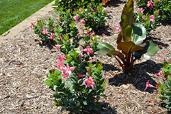 Sundenia Coral Mandevilla (Mandevilla 'Sundenia Coral') at Lakeshore Garden Centres