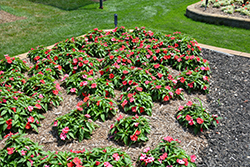 Bounce Bright Coral Impatiens (Impatiens 'Balbocour') at Lakeshore Garden Centres