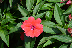 Bounce Bright Coral Impatiens (Impatiens 'Balbocour') at Lakeshore Garden Centres