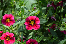 StarShine Cherry Calibrachoa (Calibrachoa 'KLECA16376') at Lakeshore Garden Centres