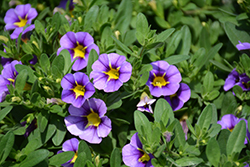StarShine Blue Calibrachoa (Calibrachoa 'KLECA16377') at Lakeshore Garden Centres