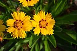 Andiamo Yellow Red Tickseed (Coreopsis 'Andiamo Yellow Red') at Lakeshore Garden Centres