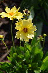 Solar Dance Tickseed (Coreopsis 'Solar Dance') at Lakeshore Garden Centres