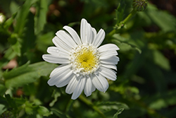 Spellbook Episkey Shasta Daisy (Leucanthemum x superbum 'Episkey') at Lakeshore Garden Centres