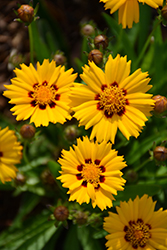 Sunfire Tickseed (Coreopsis grandiflora 'Sunfire') at Lakeshore Garden Centres