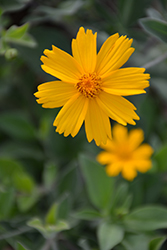 Sunshine Superman Tickseed (Coreopsis pubescens 'Sunshine Superman') at Lakeshore Garden Centres