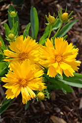 Solanna Golden Crown Tickseed (Coreopsis grandiflora 'Solanna Golden Crown') at Lakeshore Garden Centres