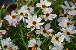 Bloomsation Chameleon Tickseed (Coreopsis rosea 'URIBL02') at Lakeshore Garden Centres