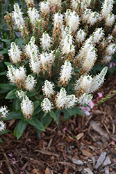 Vernique White Speedwell (Veronica longifolia 'Vernique White') at Lakeshore Garden Centres