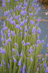Spike Speedwell (Veronica 'Spike') at Lakeshore Garden Centres