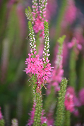 Ronica Pink Speedwell (Veronica 'Ronica Pink') at Lakeshore Garden Centres