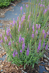 Moody Blues Mauve Speedwell (Veronica 'Novavermau') at Lakeshore Garden Centres