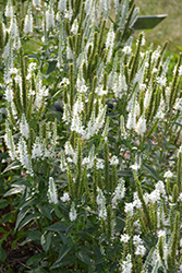 Melanie White Speedwell (Veronica longifolia 'Melanie White') at Lakeshore Garden Centres