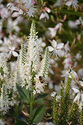 Melanie White Speedwell (Veronica longifolia 'Melanie White') at Lakeshore Garden Centres