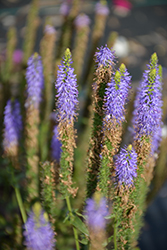 Blue Fingers Speedwell (Veronica orchidea 'Blue Fingers') at Lakeshore Garden Centres
