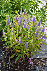 Blue Bouquet Speedwell (Veronica spicata 'Blue Bouquet') at Lakeshore Garden Centres
