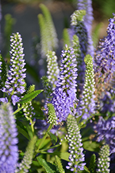 Blue Bouquet Speedwell (Veronica spicata 'Blue Bouquet') at Lakeshore Garden Centres