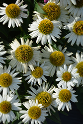 Meditation White Coneflower (Echinacea 'Meditation White') at Lakeshore Garden Centres