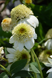 Cone-fections Milkshake Coneflower (Echinacea 'Milkshake') at Lakeshore Garden Centres