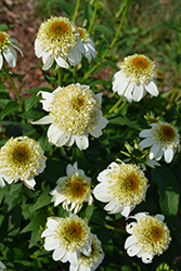 Cone-fections Milkshake Coneflower (Echinacea 'Milkshake') at Lakeshore Garden Centres