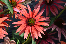 Hot Summer Coneflower (Echinacea 'Hot Summer') at A Very Successful Garden Center