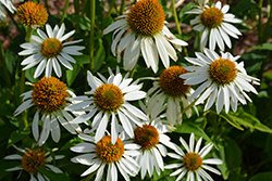 Happy Star Coneflower (Echinacea purpurea 'Happy Star') at Lakeshore Garden Centres
