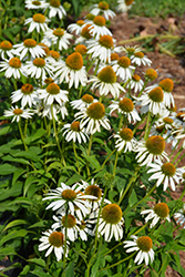 Happy Star Coneflower (Echinacea purpurea 'Happy Star') at Lakeshore Garden Centres