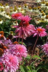 Double Decker Coneflower (Echinacea purpurea 'Double Decker') at Lakeshore Garden Centres