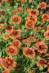 Galya Corneto Blaze Blanket Flower (Gaillardia x grandiflora 'Galya Corneto Blaze') at Lakeshore Garden Centres