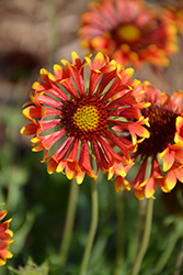 Galya Corneto Blaze Blanket Flower (Gaillardia x grandiflora 'Galya Corneto Blaze') at Lakeshore Garden Centres