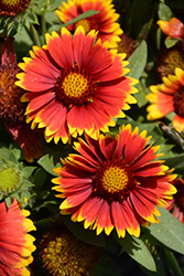 Gallo Dark Bicolor Blanket Flower (Gaillardia aristata 'Gallo Dark Bicolor') at Lakeshore Garden Centres