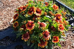 Gallo Dark Bicolor Blanket Flower (Gaillardia aristata 'Gallo Dark Bicolor') at Lakeshore Garden Centres