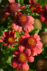 Gallo Bright Red Blanket Flower (Gaillardia aristata 'Floragalbred') at Lakeshore Garden Centres