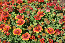Dazzler Blanket Flower (Gaillardia x grandiflora 'Dazzler') at Lakeshore Garden Centres