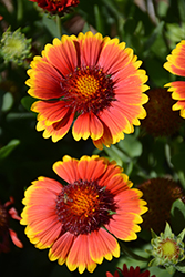 Dazzler Blanket Flower (Gaillardia x grandiflora 'Dazzler') at Lakeshore Garden Centres