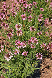 Rocky Top Coneflower (Echinacea tennesseensis 'Rocky Top') at Lakeshore Garden Centres