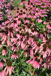 Rocket Man Coneflower (Echinacea 'Rocket Man') at Lakeshore Garden Centres